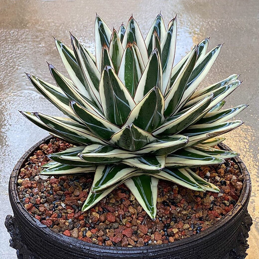 
Zhu Yuanwai Plants and Iceberg Agave Agave Agave One-Photos, Premium White-covered Lunto Succulent Pot Plants 9928 Size Comparison of 10cm Pots, Naked Roots Without Soil