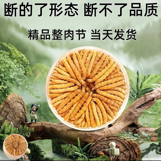 Cordyceps Sinensis Big Broken Grass Pure Festival Festival de viande abordable Authentique Big Broken Grass 50G Boîte cadeau pour un cadeau pour votre propre usage. Festival authentique de la viande fine à Nagqu, Tibet 10G