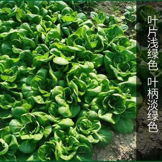 Babaoqing small rapeseed rapeseed has less fiber, tastes delicious and has good quality. It is used for sowing potted plants in all seasons. Babaoqing seeds, two packs of about 4,000 seeds.