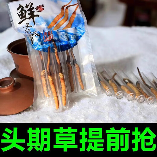 新鲜冬虫夏草2025年头期正品高海拔鲜虫草领导过节送礼送长辈 1.0~1.2克/根-100根鲜虫草