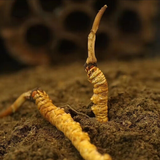 Fresh Cordyceps sinensis 2025 first-year Cordyceps authentic leader high-altitude gifts authentic fresh Cordyceps festival 1.2 grams/root or more 50 high-end gift boxes