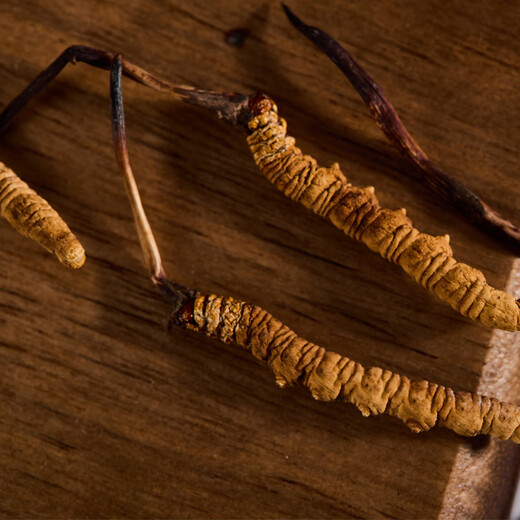 Guancaigui [Naru Qu, Tibet] Wild Cordyceps Sugar Sugar Supplements for Elders Nutrition Gift Box Cordyceps Gift Practical [4 roots/g] 5 grams of freshly tasted 20 roots (give one artificial grass for comparison