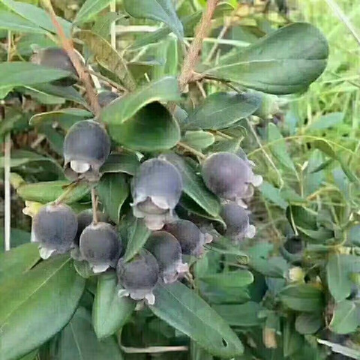 Ninja Seeds Mountain Twisted Fruit Seeds Dorney Mountain Twisted Fruits Mud Myrtle Twisted Southern Fruit Seeds Mountain Twisted Seeds Simple Pack (20 capsules)