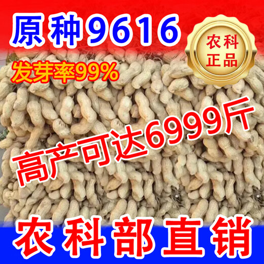 9616花生种子农科院花生种大粒薄壳矮杆抗旱抗病高油良 花育[9616-2斤]