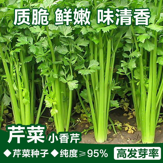 
Four Seasons Small Celery Seeds Crispy and Tender Celery Seeds Four Seasons Vegetable Seeds Potted Seeds Original [Four Seasons Quick-growing Small Celery Seeds] Selected Grain [Buy 14999 Get 14988 Pieces]