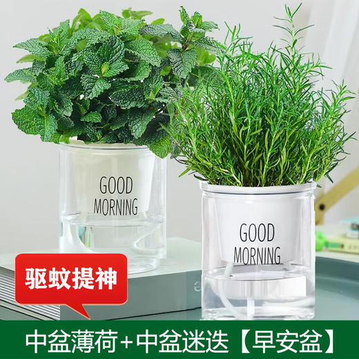 Flower List Mint Potted Flowers and Green Plants Edible Medium Pot of Mint + Medium Pot of Rosemary (Good Morning Pot) Straight from the Source