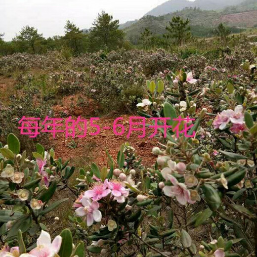 Ninja Seeds Mountain Twisted Fruit Seeds Dorney Mountain Twisted Fruits Mud Myrtle Twisted Southern Fruit Seeds Mountain Twisted Seeds Simple Pack (20 capsules)