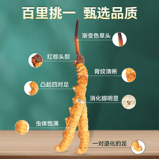 Zangyou auténtico Cordyceps Box Box Tonic para la primera etapa del regalo de Cordyceps para líderes de ancianos y padres [calidad estrictamente seleccionada] 3 palos/G-5 gramos-15 palos [Recomendación de título]