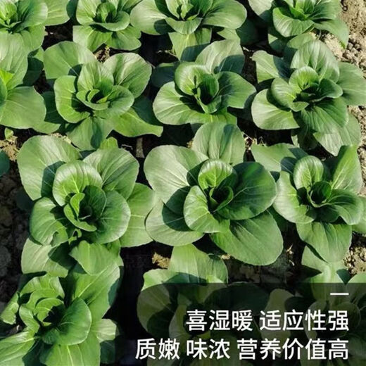 Babaoqing small rapeseed rapeseed has less fiber, tastes delicious and has good quality. It is used for sowing potted plants in all seasons. Babaoqing seeds, two packs of about 4,000 seeds.