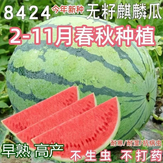 8424 Kirin watermelon seeds, seedless, high-yield rock sugar, lazy watermelon seeds, southern four-season vegetable and fruit seeds, Huayu original color pack, 10 packs, 500 capsules
