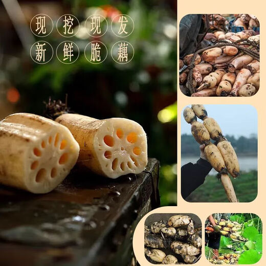Fresh lotus root is crisp, tender and juicy. Seasonal fresh lotus root is sweet and cold as a snack. Premium lotus root - 2Jin Jin is equal to 0.5kg.