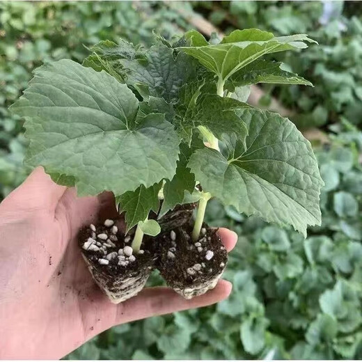 Bitter melon seedlings with soil, high yield and disease resistance, spring seedlings, local southern large-fleshed flat-top Guangdong bitter gourd vegetable seedlings, large-fleshed bitter gourd seedlings (plug tray seedlings), 6 exquisite plants ()