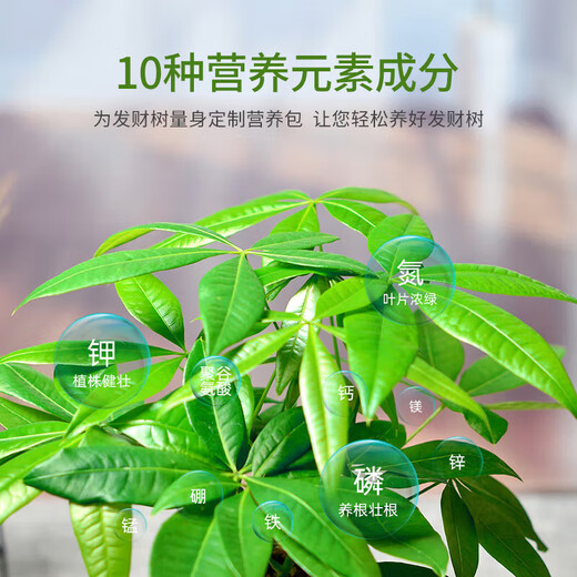 Money tree type compound fertilizer for rooting and strong seedlings, shiny leaves for potted plants, organic granular nutritional slow-release low chlorine fertilizer, 20 packs, individually packaged - with trial pack