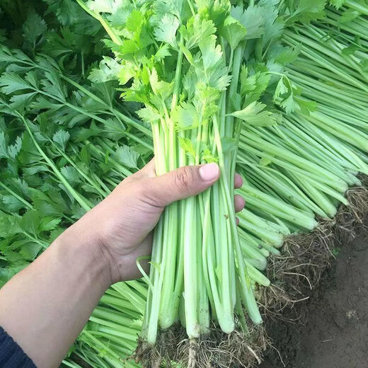 四季小香芹蔬菜种子大全土芹菜农家四季菜种阳台 四季【小香芹】 【优质新种】约1098粒
