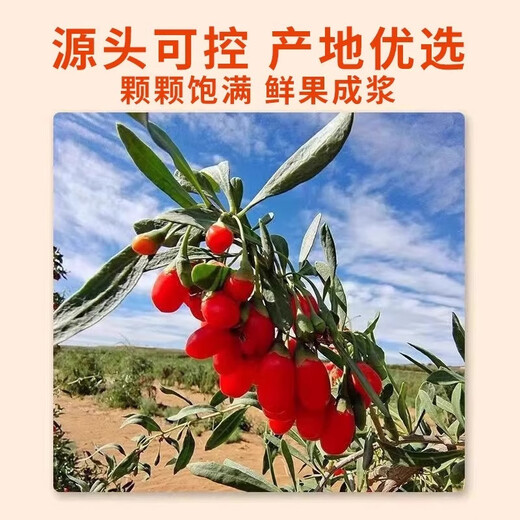 【肾壮如牛】0添加新鲜枸杞原浆宁夏头茬正宗红黑枸杞官方旗舰店 红枸杞原浆【1盒10袋】