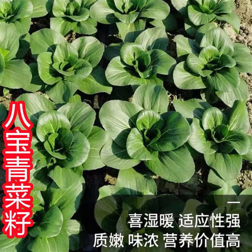 Babaoqing small rapeseed rapeseed has less fiber, tastes delicious and has good quality. It is used for sowing potted plants in all seasons. Babaoqing seeds, two packs of about 4,000 seeds.