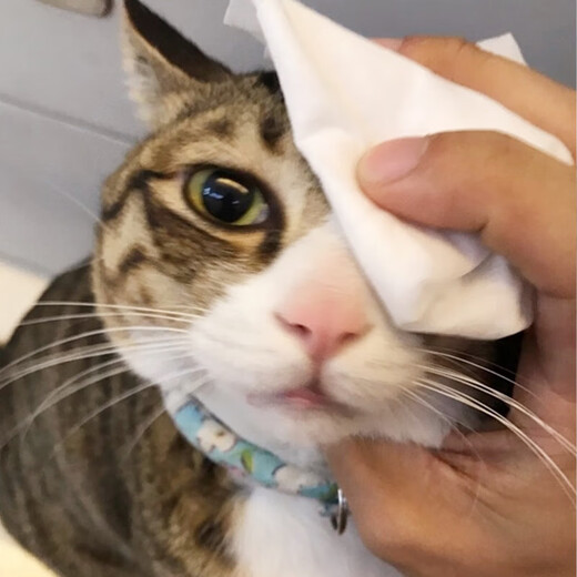 Exclusive for newcomers, great value special baby wipes, Yunrou tissue paper, mascot wipes, 3 packs, 8 pieces per pack, shipped randomly in outer packaging