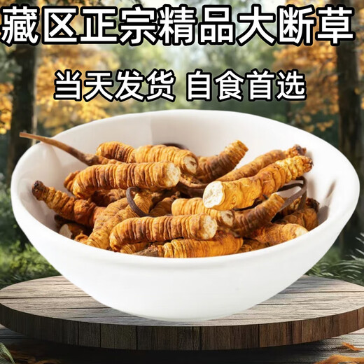 虫草断草高海拔冬虫夏草断虫草正品断草自用冬虫夏草泡酒补品药材 藏区精品大号断虫草20克装