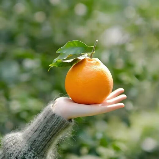 Authentic Sichuan Chunjian Raking Mandarin Seeds Fruit Tree Papa Mandarin Southern Ugly Orange Seeds Planted in the North and South Raking Mandarin Seeds Five Packs of About 50 Tablets