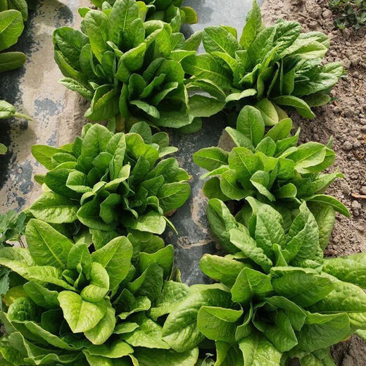 沙拉菜种子汉斯沙拉菜耐热耐寒夏秋播阳台速生易种植蔬菜 颗颗新种子1包【约1098粒】 沙拉菜种子