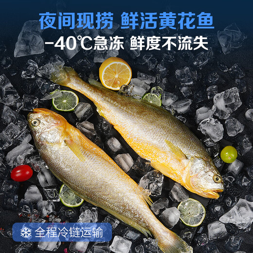 Member Store No. 1 Frozen deep-sea wild three-year-old yellow croaker Ningde large yellow croaker 800g/2 pieces boxed marine fish New Year's Eve
