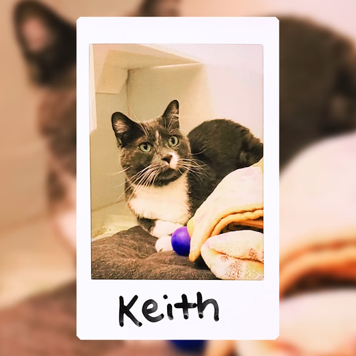 FUJIFILM instant camera photo paper mini SE/12/41/99/liplay/evo/link3/7+/7s/7c/8/9/11/25/90/SP2 general purpose film white border (20 photos) + Vitality UP photo album + photo album * 2 + border stickers * 2