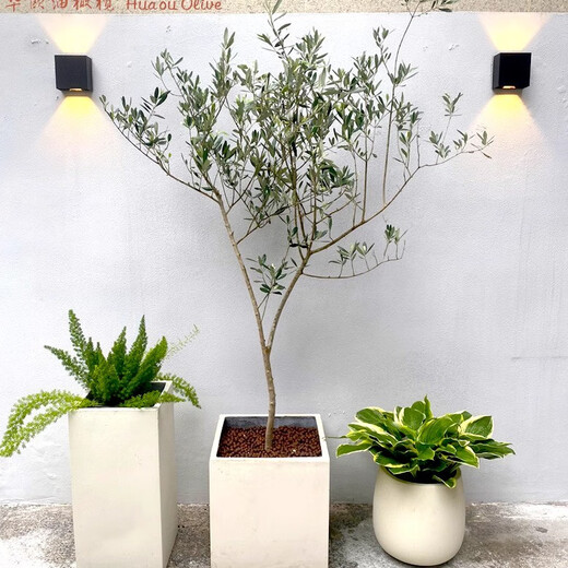 油橄榄树树苗盆栽室内大型绿植真植物庭院阳台西班牙树木老桩 9885H14老树干 含盆