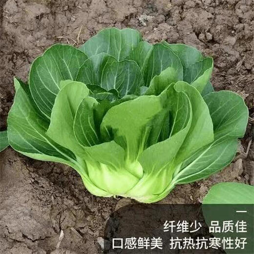 Babaoqing small rapeseed rapeseed has less fiber, tastes delicious and has good quality. It is used for sowing potted plants in all seasons. Babaoqing seeds, two packs of about 4,000 seeds.