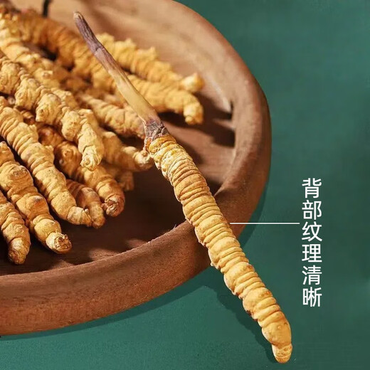 Kangsils neue getrocknete Cordyceps authentisch getrocknete Cordyceps Geschenkbox, um die Auswahlqualität von Cordyceps für Älteste zu nähren und zu nähren.