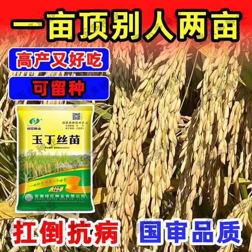 Nationally approved super-stable yield rice seeds, new products from the Academy of Agricultural Sciences, disease-resistant and lodging-resistant rice seeds, high temperature resistant, long-grain original jade 4Jin Jin equals 0.5kg, soft and delicious rice