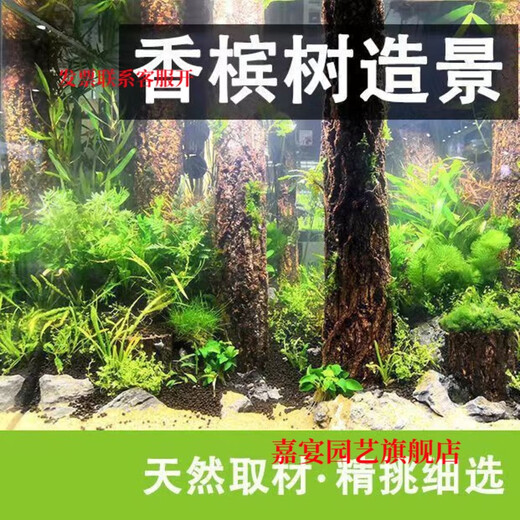 Champagne trunk underwater forest ornaments decoration pure natural water and land tank rainforest tank landscaping climbing pet turtle sun terrace 2-4 cm in diameter and 20 cm in length one piece