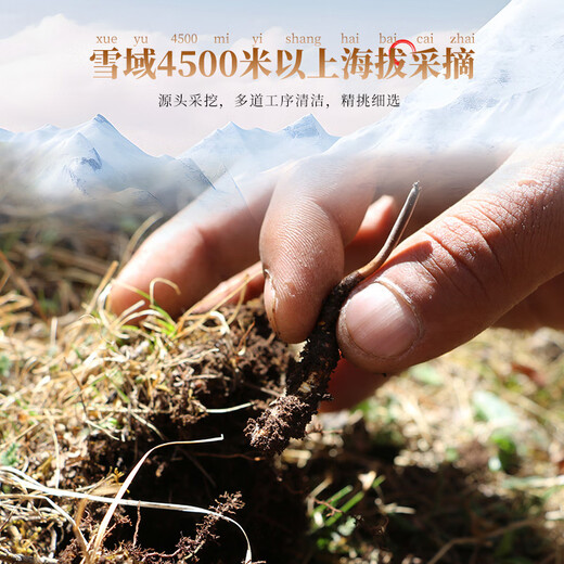 
Cordyceps sinensis wild cordyceps in Sanjiangyuan Cordyceps sinensis Qinghai Yushu Cordyceps sinensis high-altitude Cordyceps sinensis Qinghai Cordyceps sinensis head period 5 pieces per gram