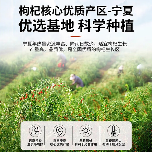 Youzhuo Специальная оценка Ningxia Wolfberry Wiled Authentic Authentic Goji Ягоды китайские лекарственные материалы 500 г без серы и не окрашенные [отличный класс Wolfberry] купить 2 Получить 1 бесплатные 3 банки настоящих волос без серы и не окрашенных