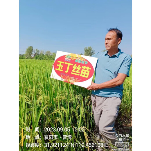 Nationally approved super-stable yield rice seeds, new products from the Academy of Agricultural Sciences, disease-resistant and lodging-resistant rice seeds, high temperature resistant, long-grain original jade 4Jin Jin equals 0.5kg, soft and delicious rice