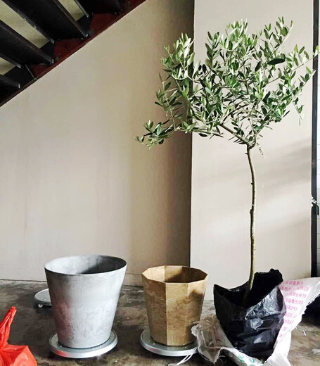 油橄榄树树苗盆栽室内大型绿植真植物庭院阳台西班牙树木老桩 9885H14老树干 含盆