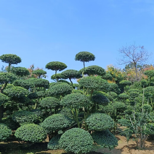 小叶女贞造型树地景树多头女贞造型庭院别墅四季常青绿植选树现挖 1098一物一拍 不含盆