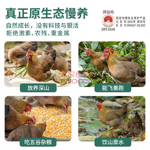 Tiannong Qingyuan Chicken Old Hen Whole Chicken 2Jin Jin equals 0.5kg Ecological Free Range 300 Days Free Range Chicken Frozen Confinement Stew