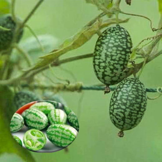 Thumb Watermelon Seed Thumb Watermelon can be planted in all seasons. Mini small watermelon seeds can be grown in four seasons as potted fruit. 2Jin Jin is equal to 0.5kg.
