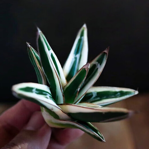 
Zhu Yuanwai Plants and Iceberg Agave Agave Agave One-Photos, Premium White-covered Lunto Succulent Pot Plants 9928 Size Comparison of 10cm Pots, Naked Roots Without Soil