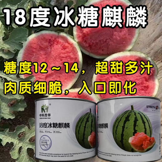 Super sweet 18 degree rock sugar Kirin watermelon seeds super 8424 sweet, crisp, juicy and crack-resistant thin-skinned round watermelon seeds 400 capsules bag Jinmeidu 2 cans