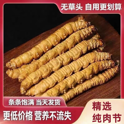 Cordyceps Sinensis Big Broken Grass Pure Festival Festival de viande abordable Authentique Big Broken Grass 50G Boîte cadeau pour un cadeau pour votre propre usage. Festival authentique de la viande fine à Nagqu, Tibet 10G