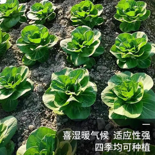 Babaoqing small rapeseed rapeseed has less fiber, tastes delicious and has good quality. It is used for sowing potted plants in all seasons. Babaoqing seeds, two packs of about 4,000 seeds.