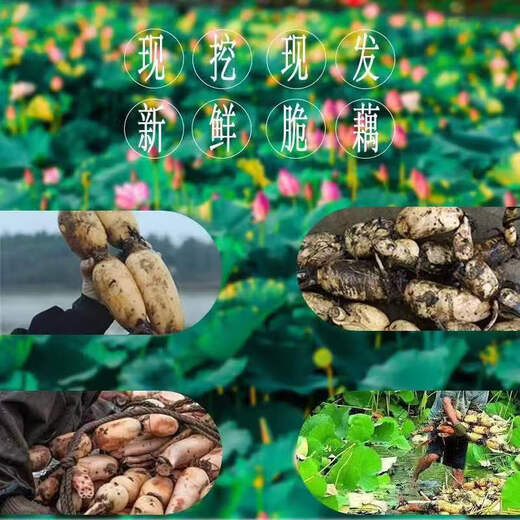 Fresh lotus root is crisp, tender and juicy. Seasonal fresh lotus root is sweet and cold as a snack. Premium lotus root - 2Jin Jin is equal to 0.5kg.