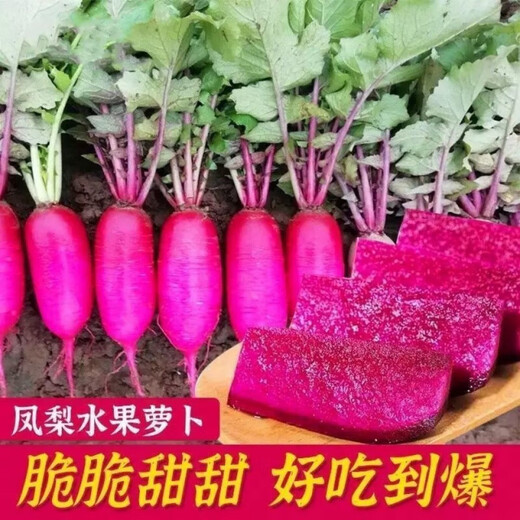 Tianfen Pineapple Fruit Radish Seeds Purple Beauty Radish Seeds Red Heart Red Skin Farm Fresh Vegetable Seeds in Autumn and Winter Seasons Pineapple Fruit Radish Seeds 300 capsules/1 pack + fertilizer