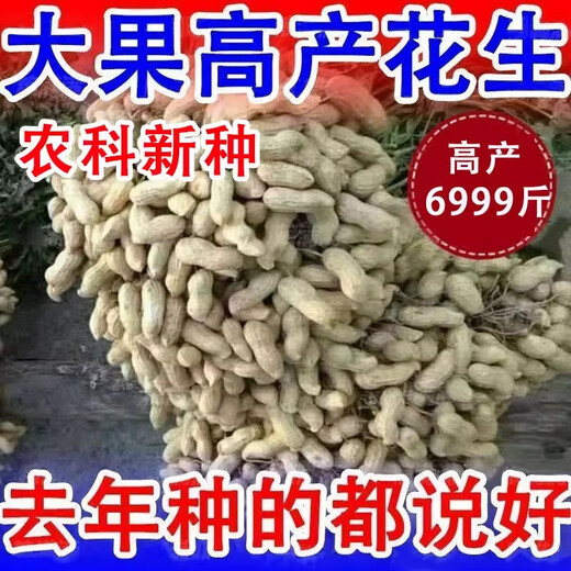 9616花生种子农科院花生种大粒薄壳矮杆抗旱抗病高油良 花育[9616-2斤]