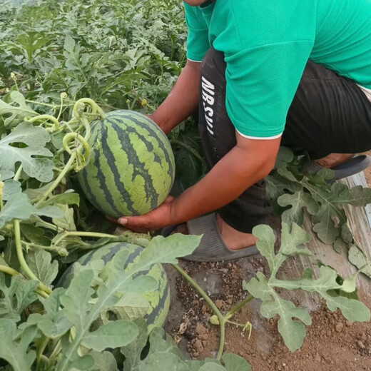Meidu watermelon seeds, disease-resistant, thin-skinned, crack-resistant, sweet, crispy, red flesh, super 8424 Jingxin round watermelon seeds, 1000 grains, large package, disease-resistant Meidu, 3 bags