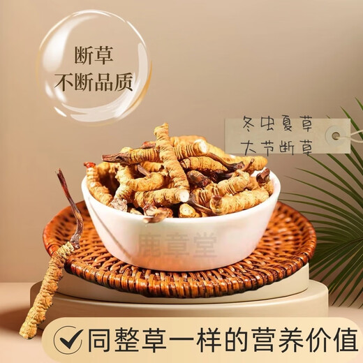 虫草断草高海拔冬虫夏草断虫草正品断草自用冬虫夏草泡酒补品药材 藏区精品大号断虫草20克装