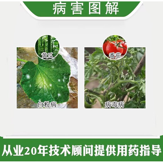 Taikang 0.5% Chitosan Chili Tomato Strawberry Tomato Virus Disease Powdery Mildew Plant Attraction Fungicide 1000ml*5 Bottles