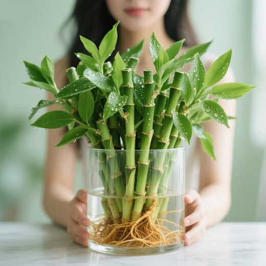 Shuzhimei hydroponic plants are good for growing lucky bamboo. Hydroponic lucky bamboo with roots 20 branches 15-20cm straight from the source