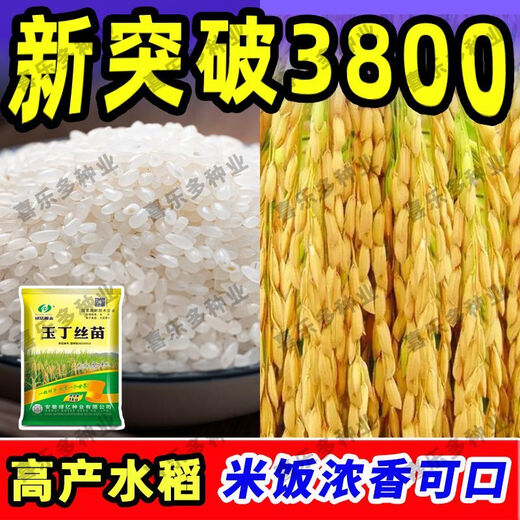 Nationally approved super-stable yield rice seeds, new products from the Academy of Agricultural Sciences, disease-resistant and lodging-resistant rice seeds, high temperature resistant, long-grain original jade 4Jin Jin equals 0.5kg, soft and delicious rice